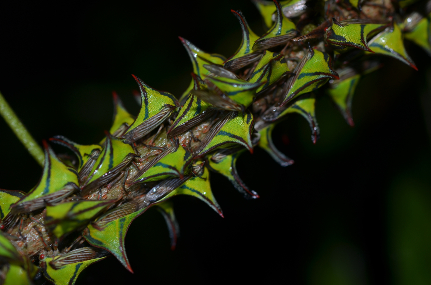 המבנים הייחודיים משמשים כנראה גם להסוואה, חקיינות והתגוננות. גבנוניתיים דמויי קוצים מהמין Umbonia crassicornis על ענף עץ | צילום: SoFlo Shots, Shutterstock