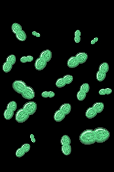 הטלפון הקווי של החיידקים הכחוליים