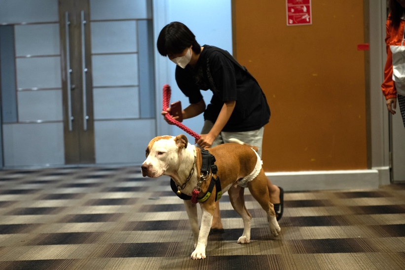 חיות מחמד רבות בתאילנד אינן מחוסנות. בעל כלב מביא אותו לאירוע של חיסון, רישום ובדיקה רפואית | צילום: teera.noisakran, Shutterstock