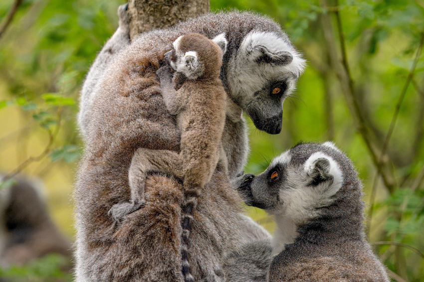 במחצית השנייה של המאה ה-20 החלו להתפרסם מחקרים שהראו חברות מטריארכליות של בעלי חיים, בין השאר אצל למורים. למורי זנב טבעת | Shutterstock, DenisaPro