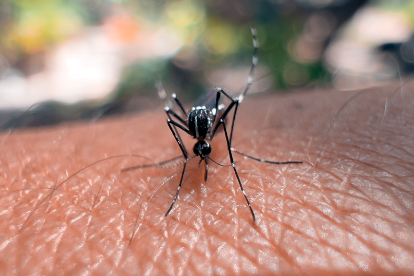 קדחת הדנגי הגיעה לאירופה לאחר שהתבססו בה אוכלוסיות של היתוש שמעביר אותה, יתוש-יום טיגריסי. היתושה על זרוע אדם | Shutterstock, kamitana