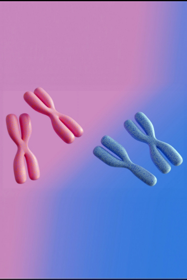 הפעילות הסודית של הכרומוזום השקט