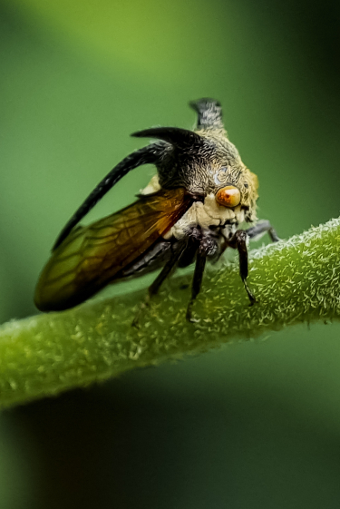 המטען הייחודי של הגבנוניתיים