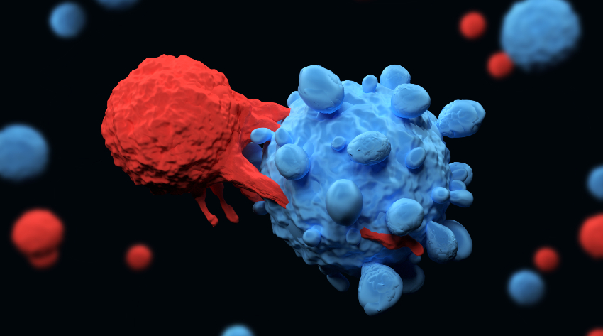 תאים משודרגים ללחימה בסרטן שמקורם בחולה עצמו. תא T (אדום) תוקף תא סרטני | איור: Meletios Verras, Shutterstock