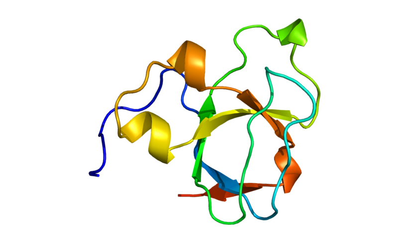 פועל כמעין מתווך מרכזי בתאי הלב – הוא מארגן את מבנה התא ומווסת את פעילותם של חלבונים אחרים השולטים באספקת הסידן החיוני למנגנוני התאים בלב. מבנה החלבון BIN1 | מקור: Emw, ויקימדיה