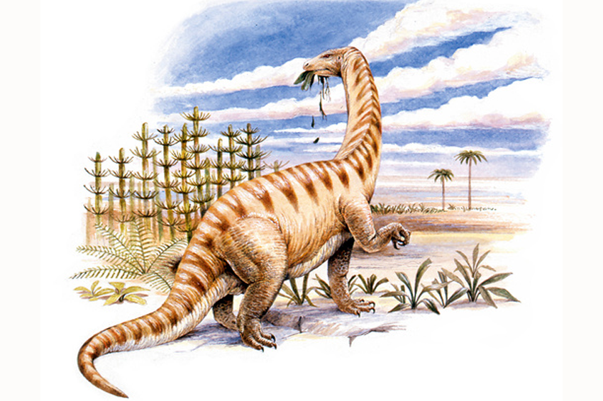 בשנת 2017 זיהו חוקרים חלבוני קולגן בשרידים מאובנים של לופנגוזאור. איור של הדינוזאור | Deagostini / UIG / Science Photo Library