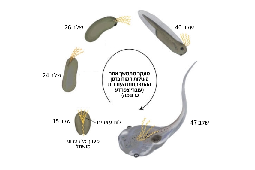 החוקרים פיתחו מערכת שמאפשרת מעקב צמוד אחרי העובר. אילוסטרציה של המערכת | Liu Lab / Harvard SEAS