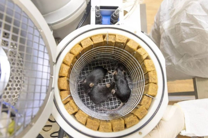 יבחנו את ההשפעות של חודש בחלל, עם חשיפה גבוהה לקרינה, על מערכות ביולוגיות. שלושה עכברים באחד מכלובי הניסוי של הלוויין BION-M No. 2 | צילום: RosKosmos