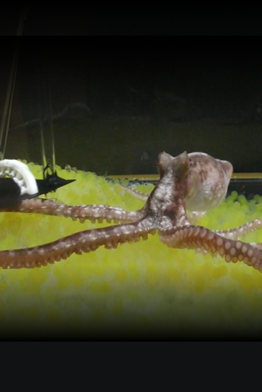 תפיסת הגוף של התמנונים