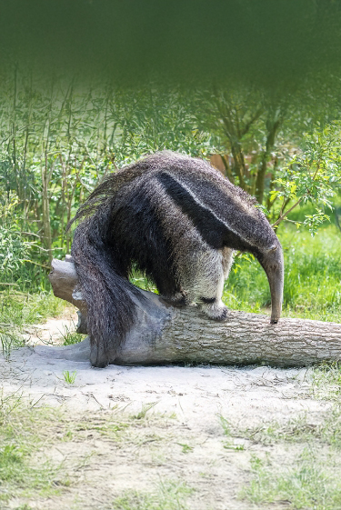 האבולוציה החוזרת של אוכלי הנמלים