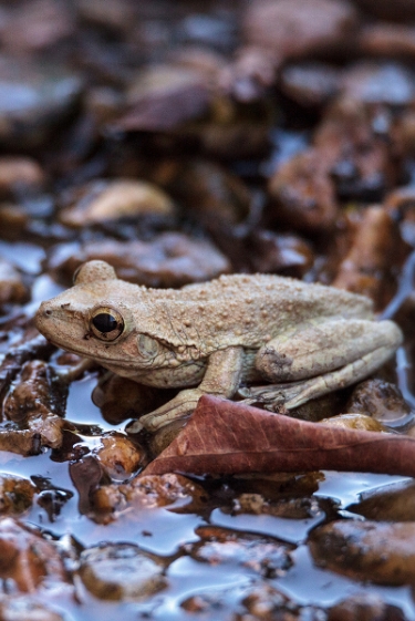 תעתועי ראייה: הצפרדע שלא הולכת על המים