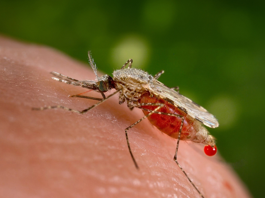 הנדסה גנטית של חלבון ביתוש פוגעת ביכולתו של הטפיל להפיץ את עצמו. יתושת אנופלס מוצצת דם מאדם | Jim Gathany, Wikimedia