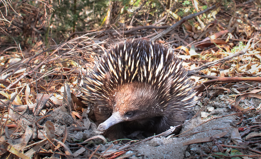 אף שהם מגיעים מקבוצות שונות, וחלקם רחוקים מאוד אבולוציונית זה מזה, כול אוכלי הנמלים פיתחו תכונות דומות כהתאמה לתפריט הייחודי. קיפודן נמלים אוסטרלי, יונק ביב אוכל נמלים | Shutterstock, Kevin Wells Photography