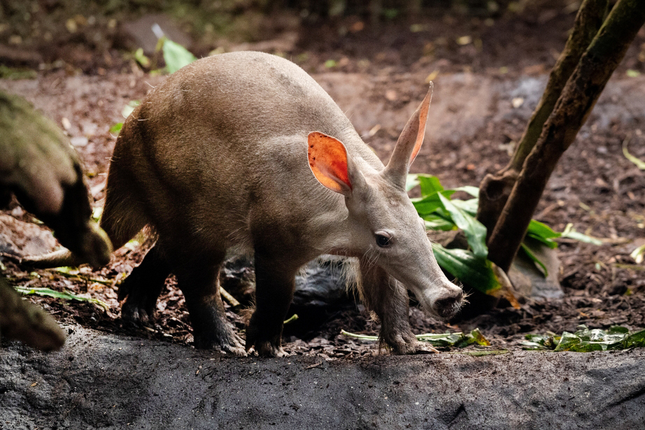מינים אוכלי נמלים הגיעו מכל קבוצות היונקים, יונקי שלייה, יונקי כיס וגם יונקי ביב, אך כולם מראים תכונות פיזיולוגיות דומות מאוד, במופע מרשים של אבולוציה. שנבוב, יונק שליה אוכל נמלים | Shutterstock, Wirestock Creators