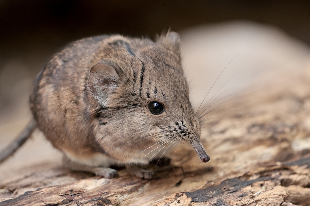 החוקרים זיהו רק מקרה אחד שבו יונק שהתמחה באכילת נמלים, מקבוצת חדפי הפיל, עבר במהלך האבולוציה לתזונה מגוונת יותר. ארכוף עגול אוזן | Edwin Butter