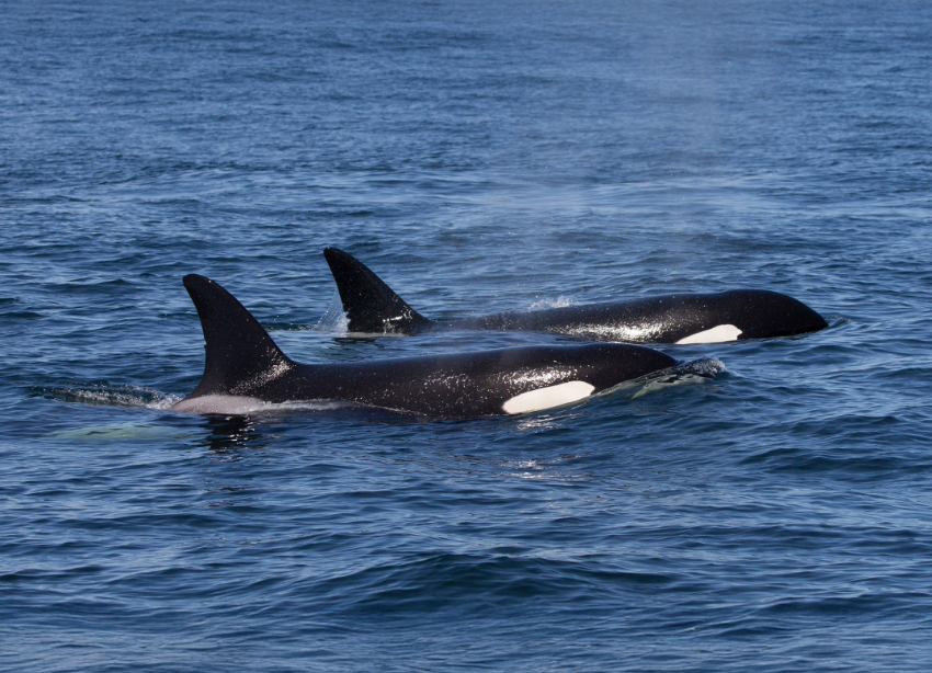 הקטלנים ניזונים מדגי מליח אטלנטי, ששוחים בלהקות ענק, אחרי שהם מהממים אותם בחבטות של סנפיר הזנב. שתי אורקות שוחות יחד | Tory Kallman, Shutterstock