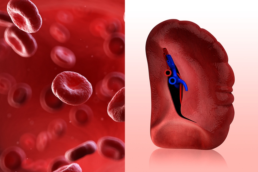 משערים שהפעלת הגנים הרדומים מתרחשת בעיקר בתאי גזע בטחול, שמייצרים בעקבות זאת כמות עצומה של תאי דם אדומים. מימין טחול ומשמאל תאי דם אדומים | Pixologicstudio, 3dmedisphere / Science Photo Library