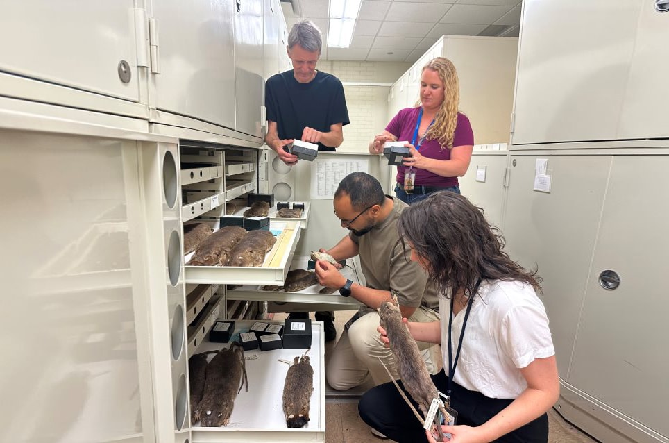 סנאי שרוצה לאכול אגוז מזין צריך ציפורן שטוחה שלא תפריע לאחיזה. החוקרים, ביניהם פייז'ו ומיסאג'ה, בעודם עורכים סקירת אגודלים במוזיאון פילד | מקור: Field Museum