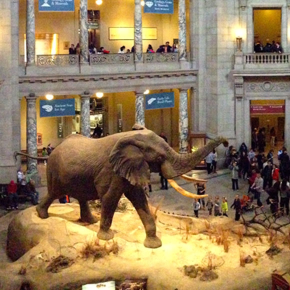 Bringing the Museum into Your Living Room