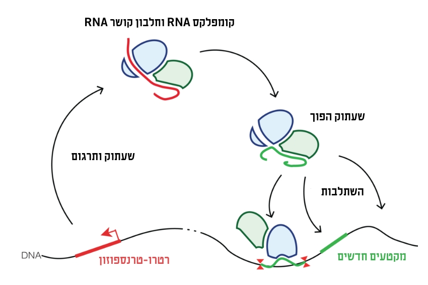 החוקרים משערים שכדי למנוע את הנזק שהרטרו-טרנספוזונים עלולים לגרום, הגֵנים הקשורים אליהם מופעלים רק בתאים מסוימים ולפרקי זמן קצרים. השתלבות מקטעי רטרו-טרנספוזון בחומר התורשתי של התא | Mariuswalter, Wikimedia