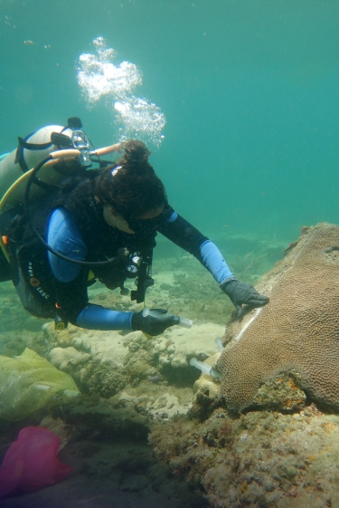 פרוביוטיקה לאלמוגים
