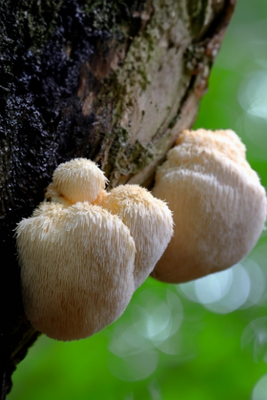 פטריית רעמת האריה