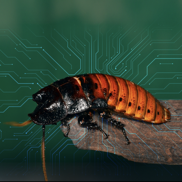 Bugs with a Mission: The Rise of Cyborg Cockroaches