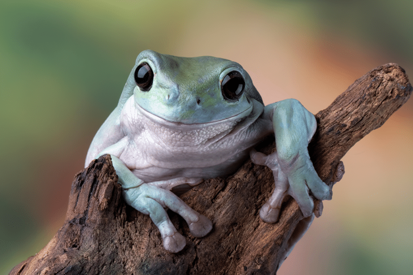 אצל בעלי חיים מסוימים, למשל דו-חיים, העור הוא איבר נשימה של ממש. צפרדע מהמין אילנית אוסטרלית | Shutterstock, Kurit afshen