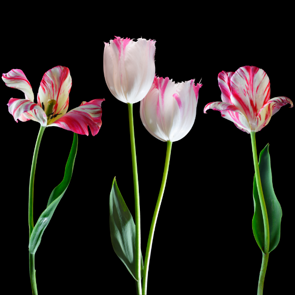 هوس التّوليب: حين صنعت فيروسات البيتوفيروس جمالًا أسرَ العقول