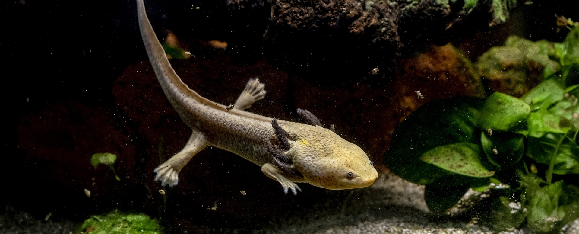 الكائن الذي أوقف ساعته البيولوجية