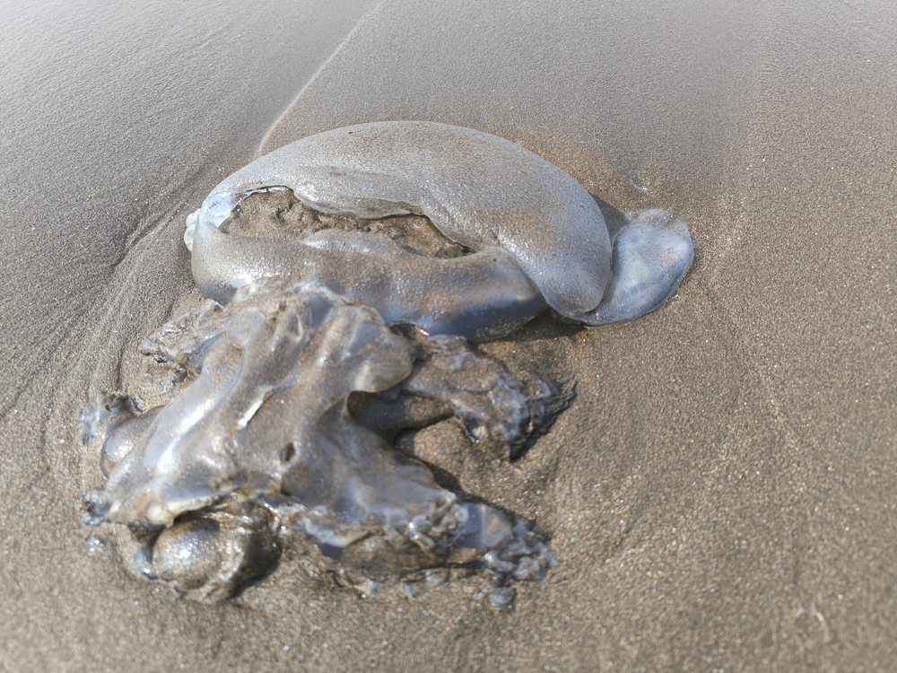 מדוזה שנפלטה אל החוף. איך נדע שהיא מתה? | Magnus13x, Shuttersock