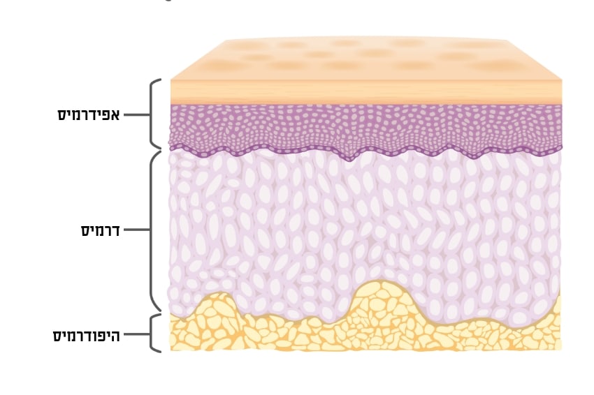 העור שלנו מורכב משלוש שכבות עיקריות: אפידרמיס, שאין בה כלי דם, הדרמיס שכוללת את השכבה הפטמתית והשכבה הרשתית, וההיפודרמיס, שהיא שכבת שומן | Shutterstock, solar22