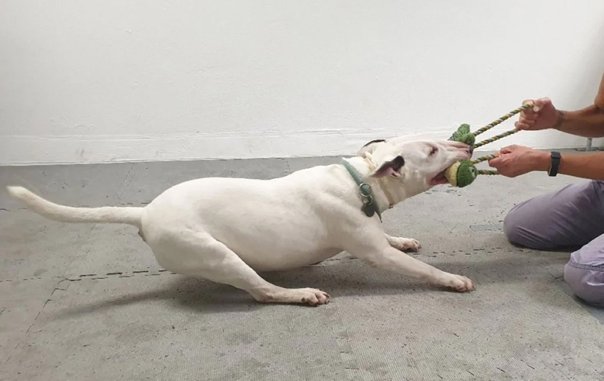 "סימנים שנראים קצת כמו התמכרות". בול טרייר משחק משיכת חבל | צילום: Alja Mazzini