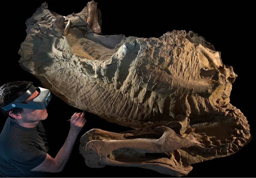 מאובן חושף לראשונה מין דינוזאור בעל פרסות, ומעלה את השאלה הבלתי נמנעת: האם הוא גם העלה גרה? | Photograph courtesy of University of Chicago Fossil Lab