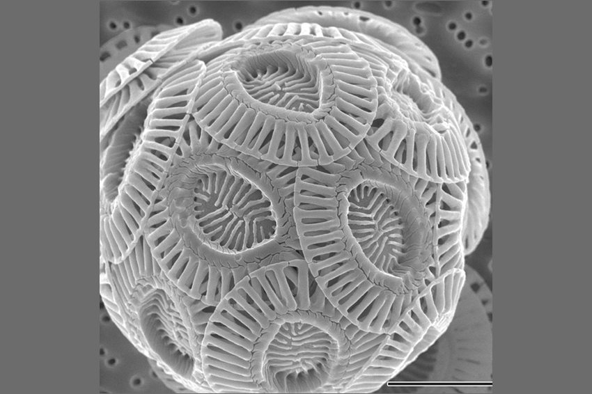 במהלך מחזור חייהן האצות משתמשות באטומי פחמן שהומס במים ובונות בעזרתם את השלד שלהן. השלד הפחמני של האצה Emiliania huxleyi | ויקימדיה, Alison R. Taylor 