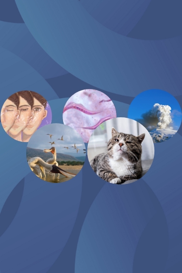 המחקרים החדשים ביותר: מהנשמדע 29/11/2025