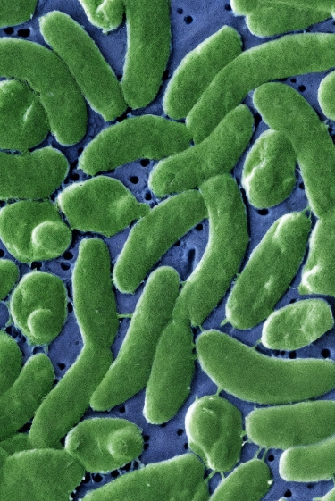 החיידק הקטלני שאוהב חמימות