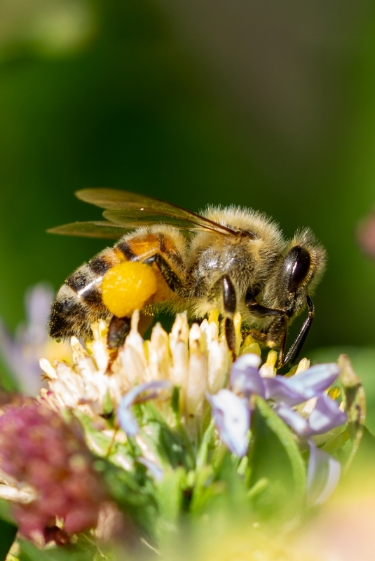 דבורת הבית ודבורת הכפר