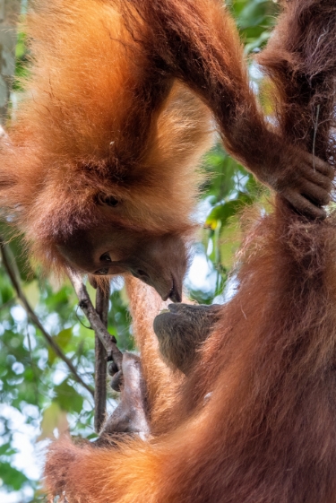 הנשיקה שלא הלכה לאיבוד