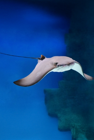 חתולי הים שחשים בזנבם