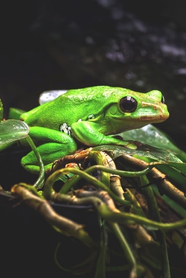 האקרובטיקה הייחודית של הצפרדע המעופפת