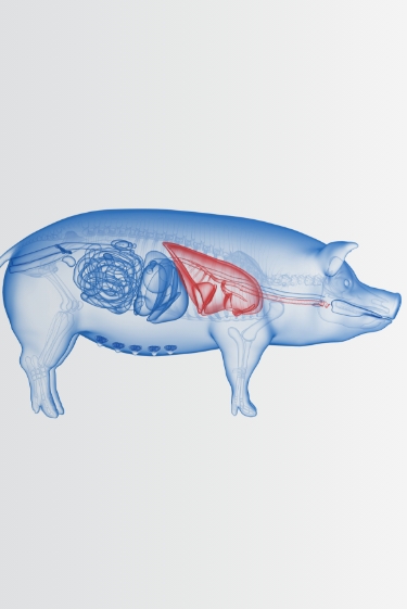 השתלת ריאה מחזיר באדם