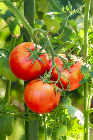 העגבנייה כבר פחות רעילה