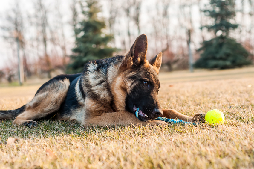 התכונות דמויות ההתמכרות נמצאו בעיקר אצל כלבי רועים. רועה גרמני רואה את הכדור שלו | צילום: nordantin, Shutterstock