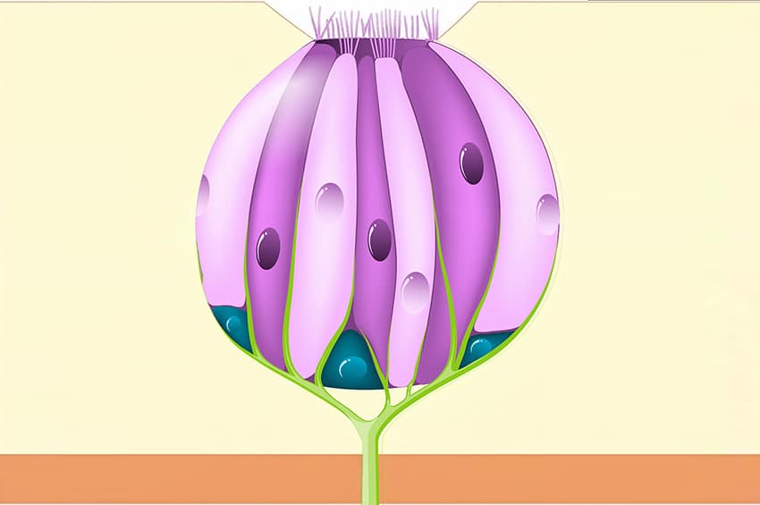 כל קולטני הטעם מפוזרים על כל המשטח העליון של הלשון, והם מסוגלים להרגיש בחומרים שמומסים במים או ברוק שלנו. מבנה של פקעית טעם בלשון (למעלה – המשטח העליון של הלשון) | Designua, Shutterstock