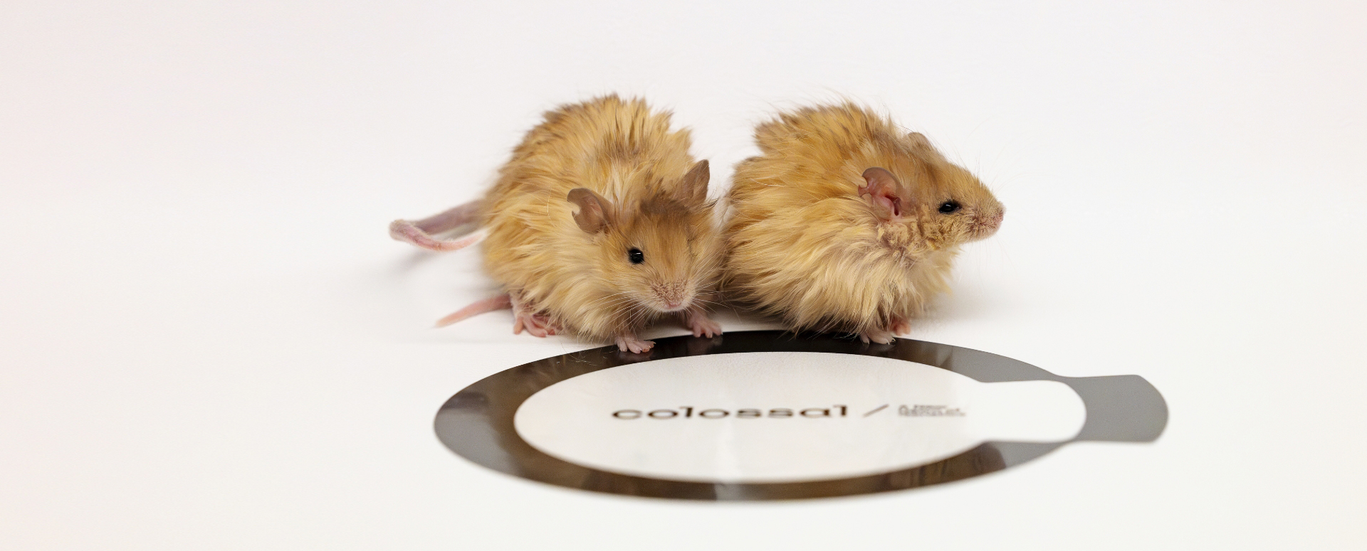 עכברים עם גנים של ממותות | Colossal Biosciences