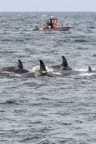 הציד המשותף של היונקים הימיים