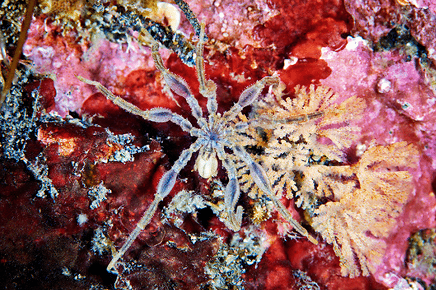 במקום שהאיברים הפנימיים של עכבישני הים ישכנו להם בבטן, הם נמצאים ברגליים שלהם. עכבישן ים מהים הלבן בצפון-מערב רוסיה | Alexander Semenov / Science Photo Library