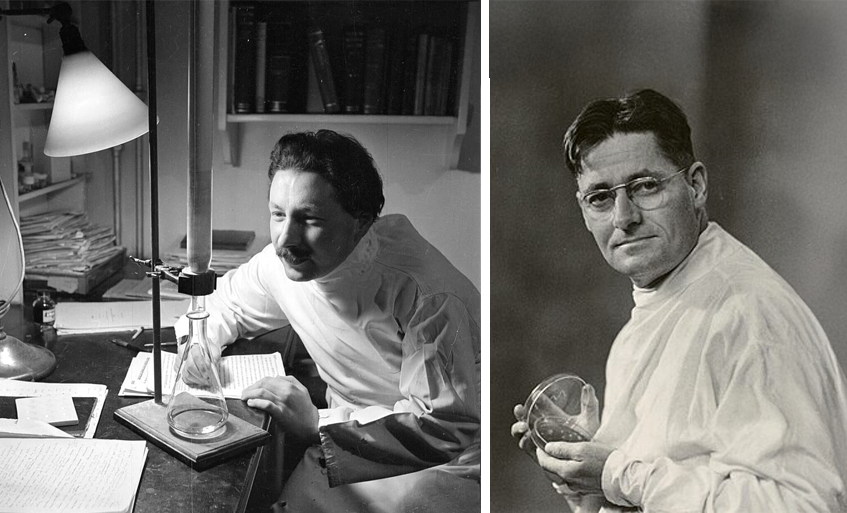 מי שהצילו את התגלית של פלמינג היו צמד מדענים מאוניברסיטת אוקספורד. הווארד פלורי (מימין) וארנסט בוריס צ'יין | ויקימדיה, נחלת הכלל  