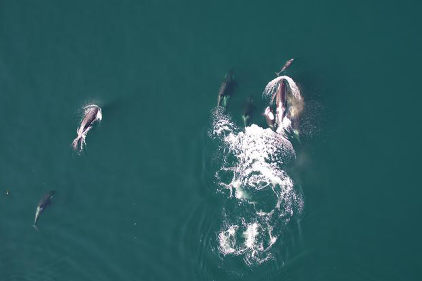 אנחנו עדיין לא יכולים לקבוע בוודאות שהדולפינים והקטלנים עובדים יחד, לרווחת שני הצדדים. שני המינים שוחים זה לצד זה | University of British Columbia (A.Trites), Dalhousie University (S. Fortune), Hakai Institute (K. Holmes), Leibniz Institute for Zoo and Wildlife Research (X. Cheng)